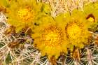 USA, California, Anza Borrego Desert State Park. Barrel cactus blossoms close-up. Art Print